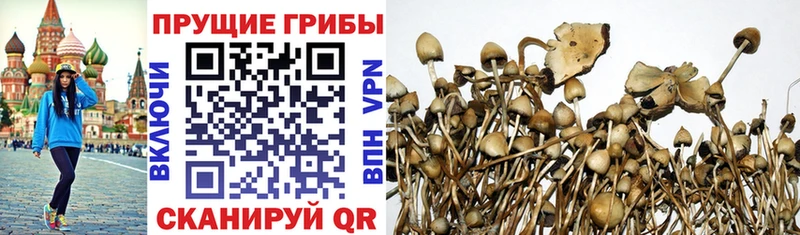 Псилоцибиновые грибы Psilocybine cubensis  купить закладку  Кириллов 